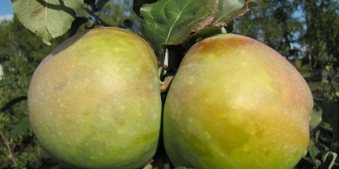 Tretiranje stabala jabuke od štetočina i bolesti